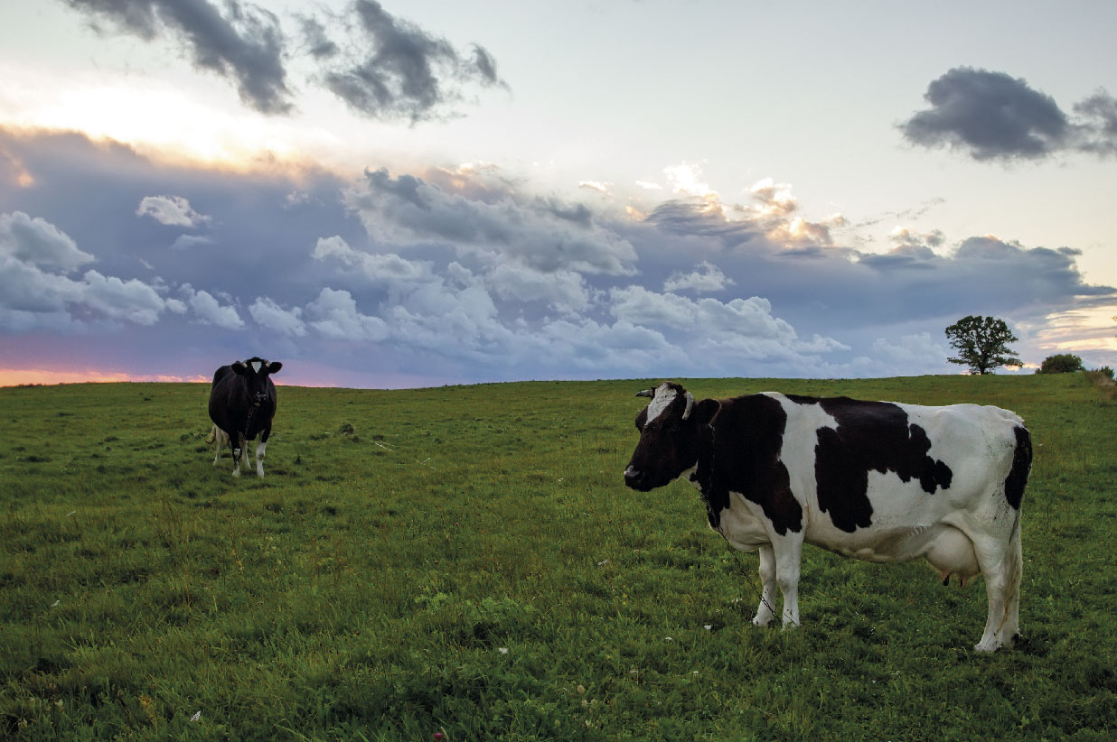 Cows in the country