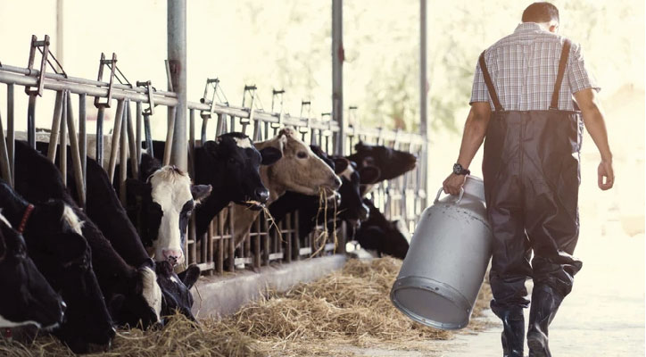 Milking cows and a farmer